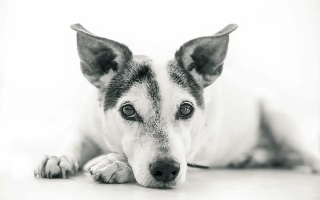 ¿Cómo despedirte de tu mascota tras su fallecimiento?