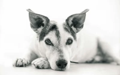 ¿Cómo despedirte de tu mascota tras su fallecimiento?